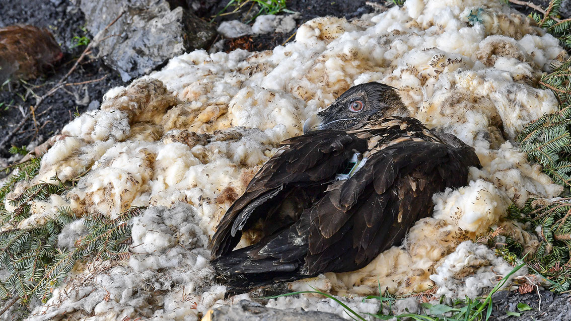 Bartgeier Schweiz Alpen fliegend Adult Gyaéte en vol Lammergeier Bearded Vulture