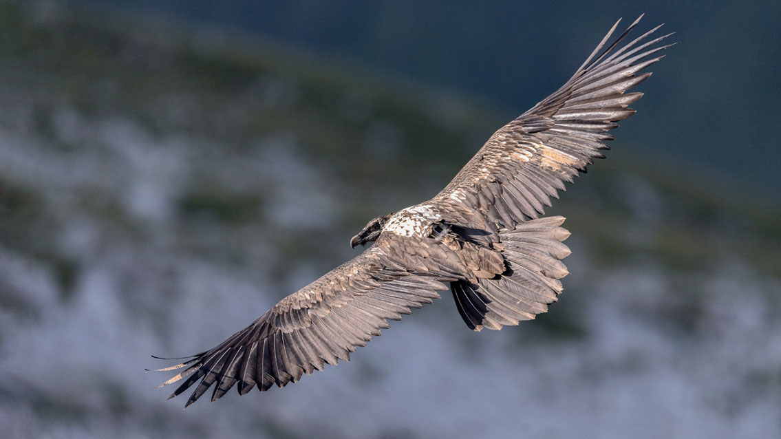 Bartgeier, Gypaète Barbu, Quebrantahuesos, Lämmergeier, Lammergeier, 