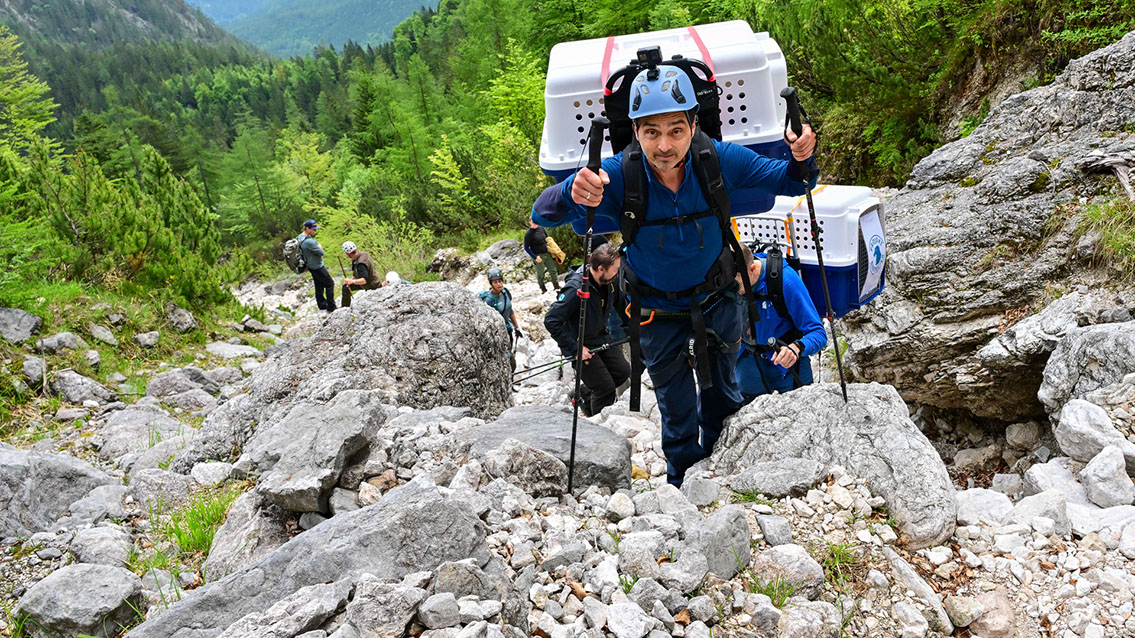 Bartgeier, Gypaète Barbu, Quebrantahuesos, Lämmergeier, Lammergeier, 
