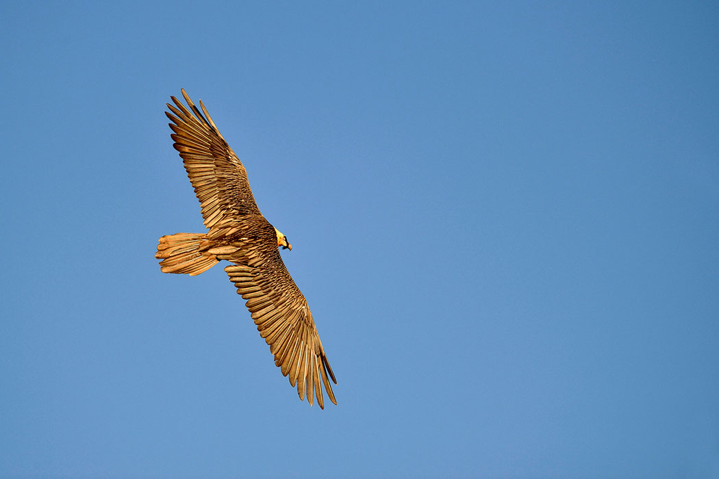 Bartgeier, Gypaète Barbu, Quebrantahuesos, Lämmergeier, Lammergeier, 