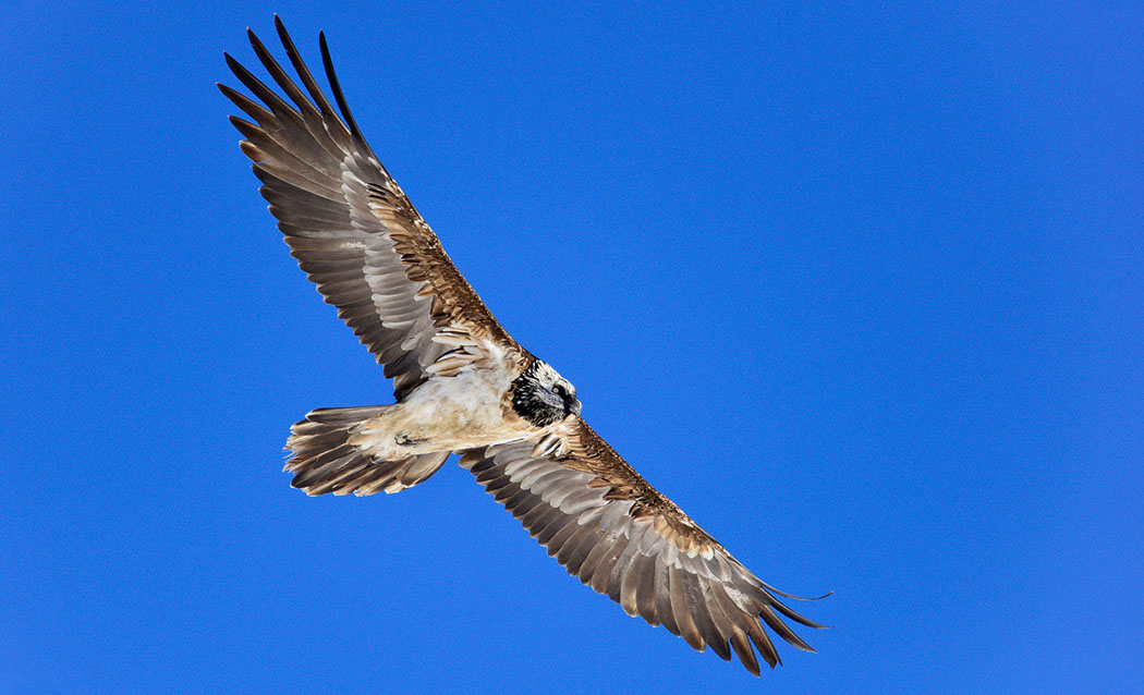 Bartgeier Schweiz Alpen fliegend Adult Gyaéte en vol Lammergeier Bearded Vulture Lämmera