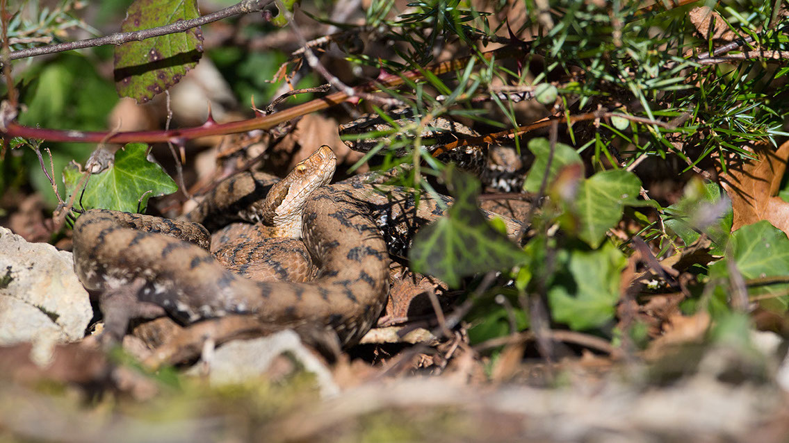 Bartgeier, Gypaète Barbu, Quebrantahuesos, Lämmergeier, Lammergeier, 