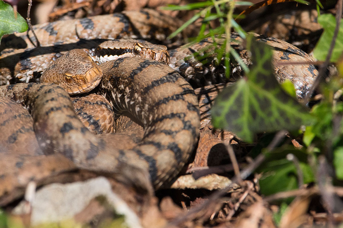 Bartgeier, Gypaète Barbu, Quebrantahuesos, Lämmergeier, Lammergeier, 