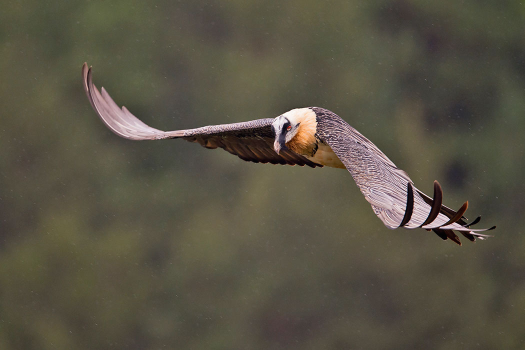 Bartgeier, Gypaète Barbu, Quebrantahuesos, Lämmergeier, Lammergeier, 