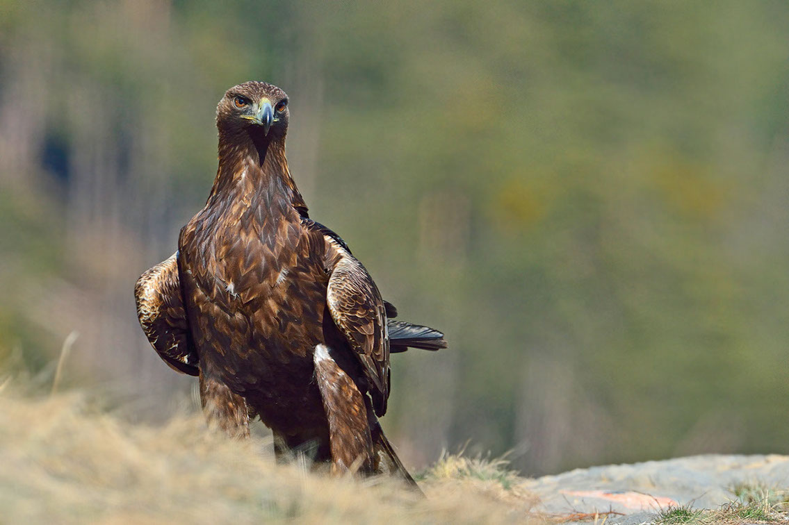 Bartgeier, Gypaète Barbu, Quebrantahuesos, Lämmergeier, Lammergeier, 