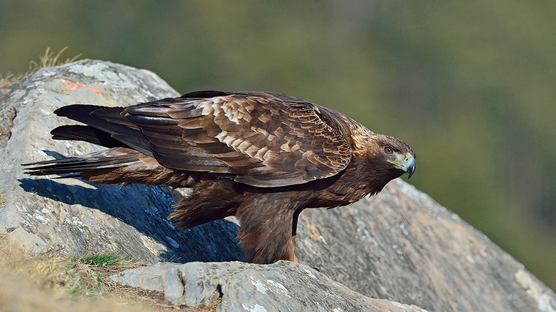 Bartgeier, Gypaète Barbu, Quebrantahuesos, Lämmergeier, Lammergeier, 
