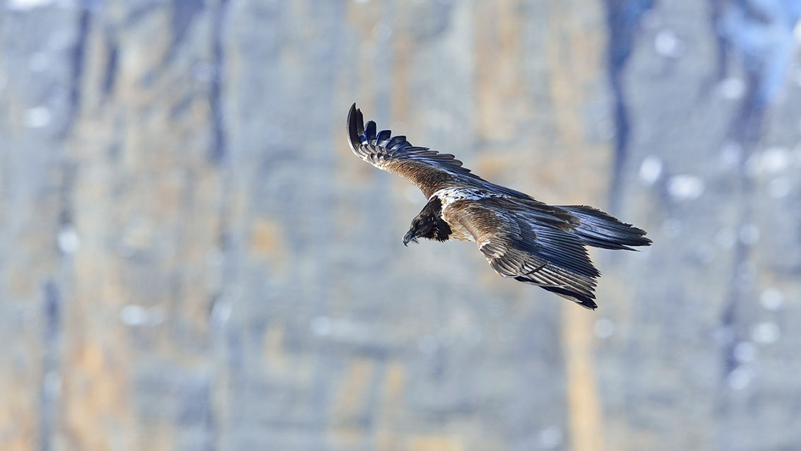 Bartgeier, Gipeto, Lammergeier, Bearded Vulture, Gypaète, Gypaetus barbatus, fliegend, sitzend, Alpen, Swiss Alps, 