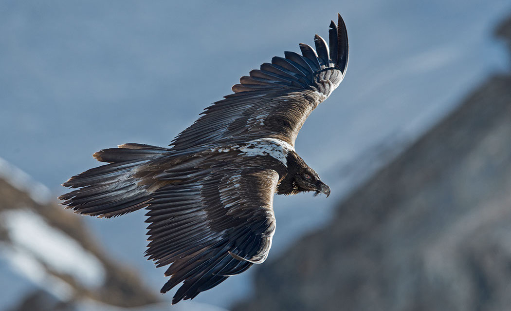 Bartgeier Schweiz Alpen fliegend Adult Gyaéte en vol Lammergeier Bearded Vulture Lämmera
