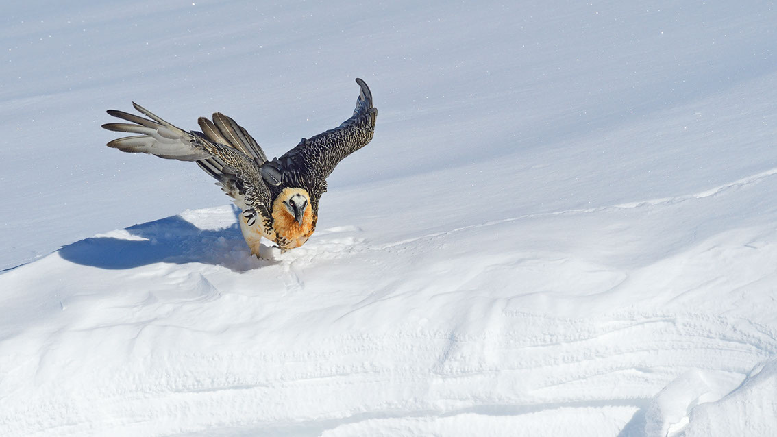 Bartgeier Schweiz Alpen fliegend Adult Gyaéte en vol Lammergeier Bearded Vulture
