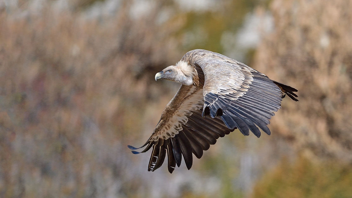 Bartgeier, Gypaète Barbu, Quebrantahuesos, Lämmergeier, Lammergeier, 