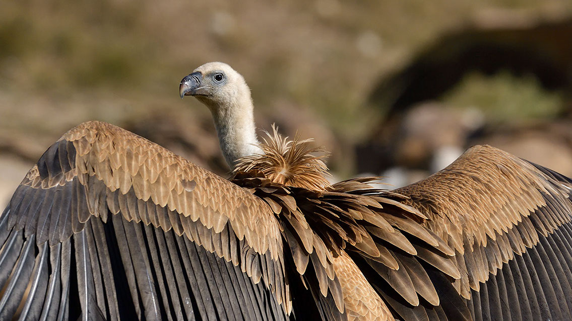 Bartgeier, Gypaète Barbu, Quebrantahuesos, Lämmergeier, Lammergeier, 