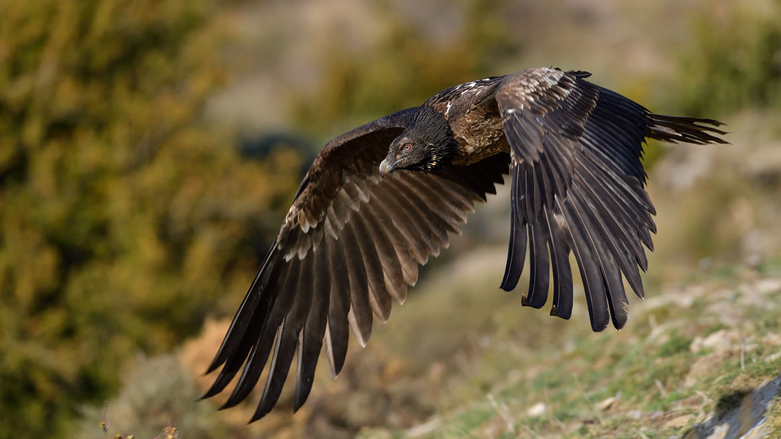 Bartgeier, Gypaète Barbu, Quebrantahuesos, Lämmergeier, Lammergeier, 