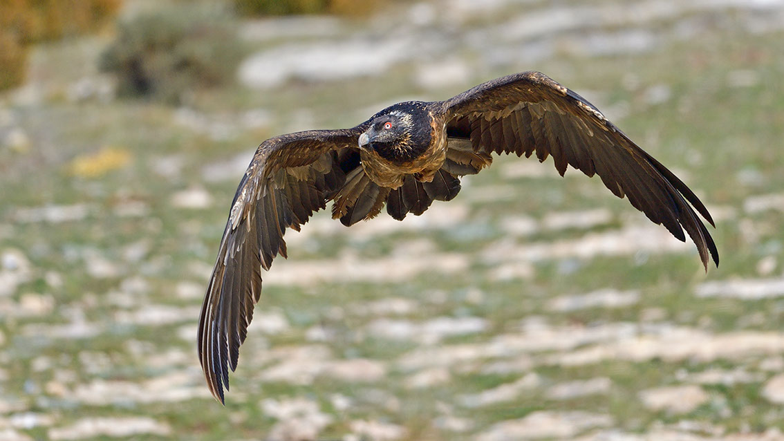 Bartgeier, Gypaète Barbu, Quebrantahuesos, Lämmergeier, Lammergeier, 