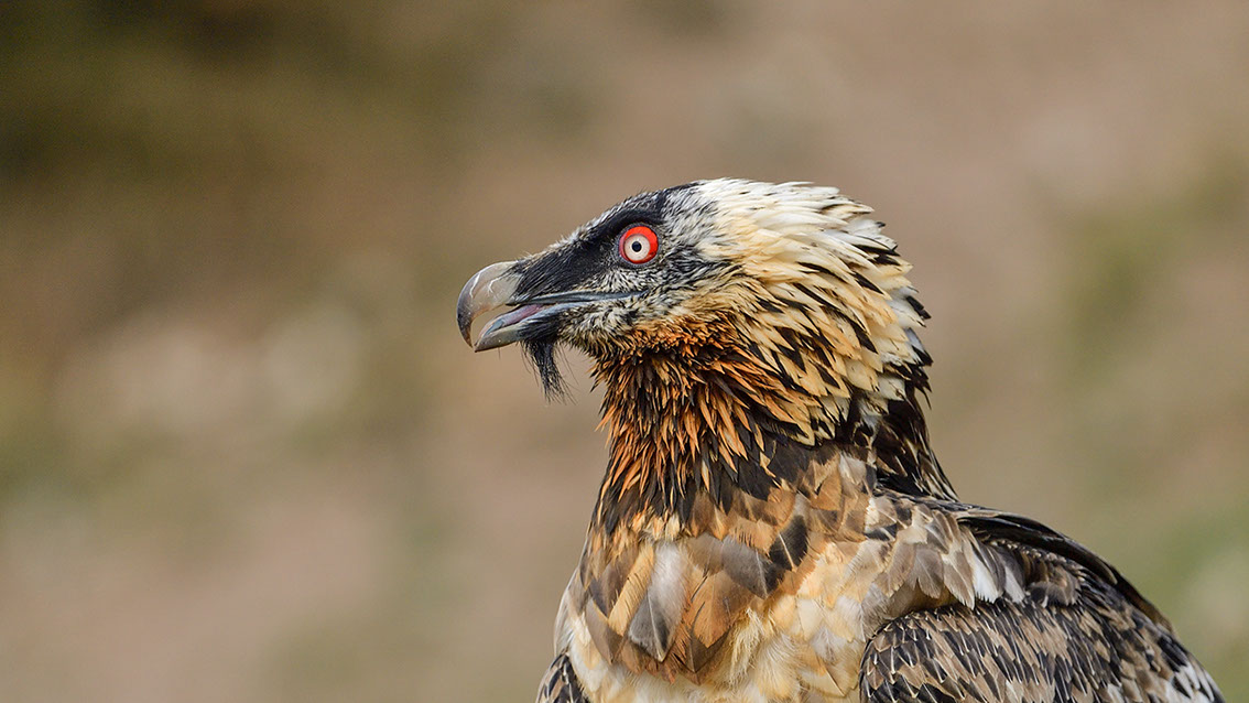 Bartgeier, Gypaète Barbu, Quebrantahuesos, Lämmergeier, Lammergeier, 