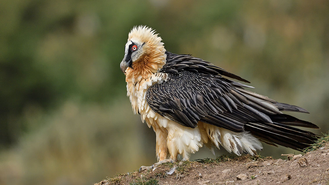 Bartgeier, Gypaète Barbu, Quebrantahuesos, Lämmergeier, Lammergeier, 