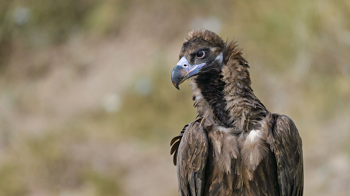 Bartgeier, Gypaète Barbu, Quebrantahuesos, Lämmergeier, Lammergeier, 