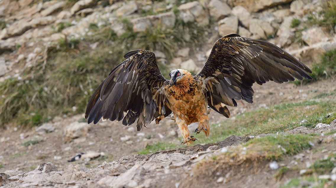 Bartgeier, Gypaète Barbu, Quebrantahuesos, Lämmergeier, Lammergeier, 