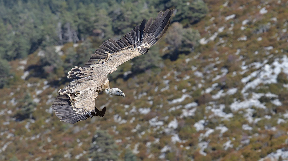 Bartgeier, Gypaète Barbu, Quebrantahuesos, Lämmergeier, Lammergeier, 