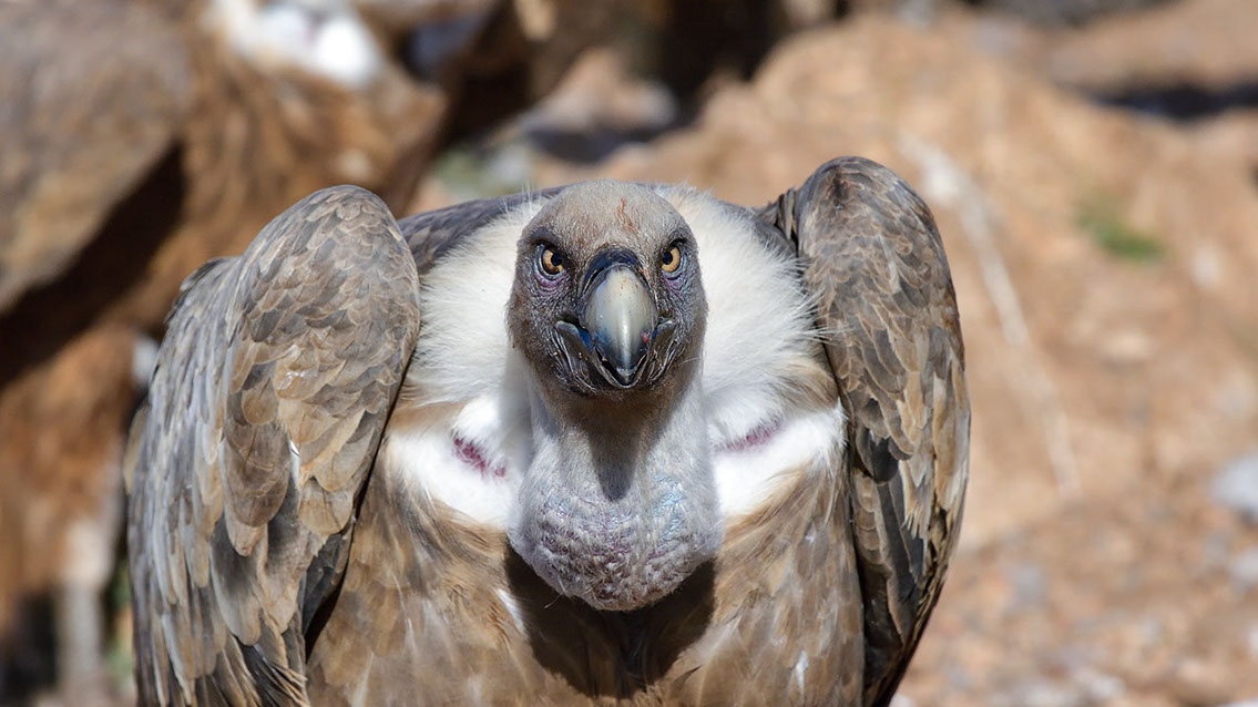 Bartgeier, Gypaète Barbu, Quebrantahuesos, Lämmergeier, Lammergeier, 