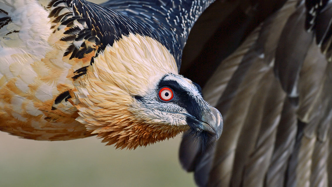 Bartgeier, Gypaète Barbu, Quebrantahuesos, Lämmergeier, Lammergeier, 