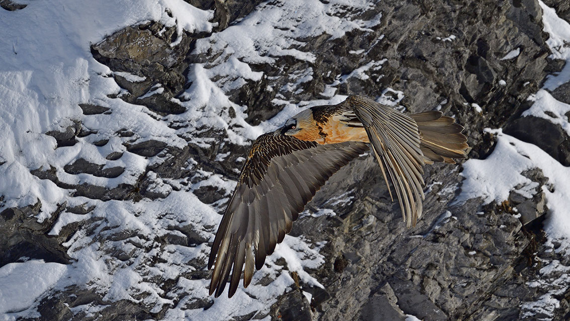 Bartgeier Schweiz Alpen fliegend Adult Gyaéte en vol Lammergeier Bearded Vulture