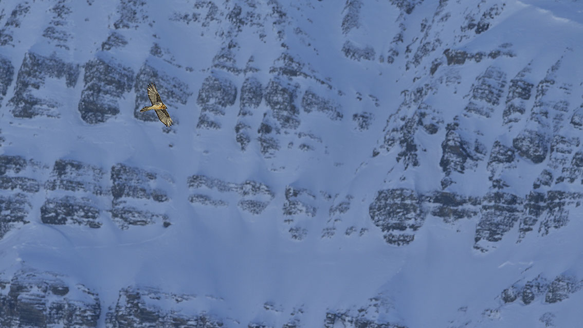 Bartgeier Schweiz Alpen fliegend Adult Gyaéte en vol Lammergeier Bearded Vulture