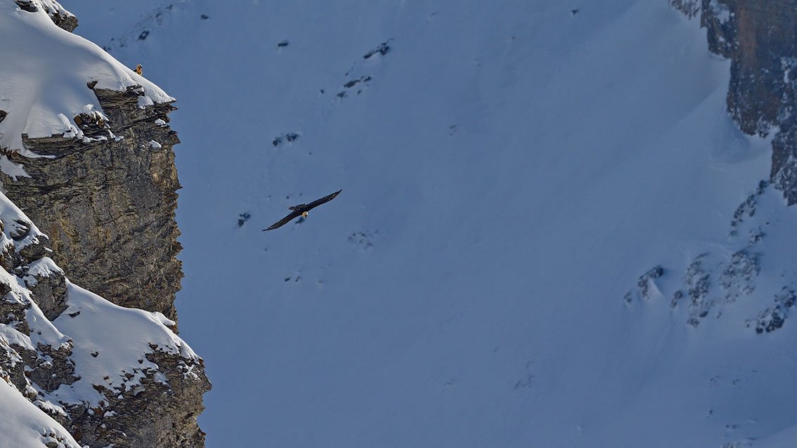 Bartgeier Schweiz Alpen fliegend Adult Gyaéte en vol Lammergeier Bearded Vulture