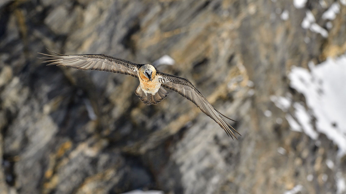 Bartgeier Schweiz Alpen fliegend Adult Gyaéte en vol Lammergeier Bearded Vulture