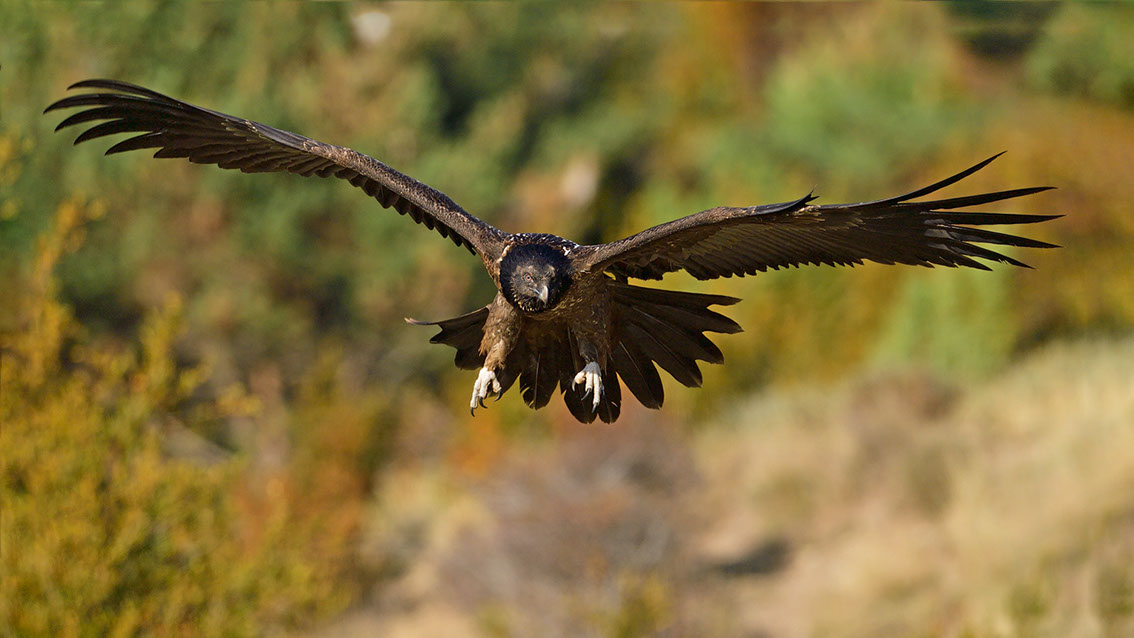 Bartgeier, Gypaète Barbu, Quebrantahuesos, Lämmergeier, Lammergeier, 