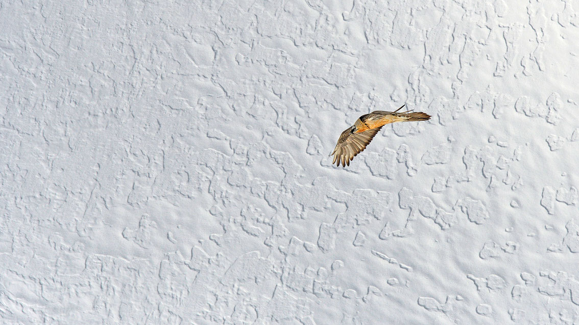 Bartgeier Schweiz Alpen fliegend Adult Gyaéte en vol Lammergeier Bearded Vulture