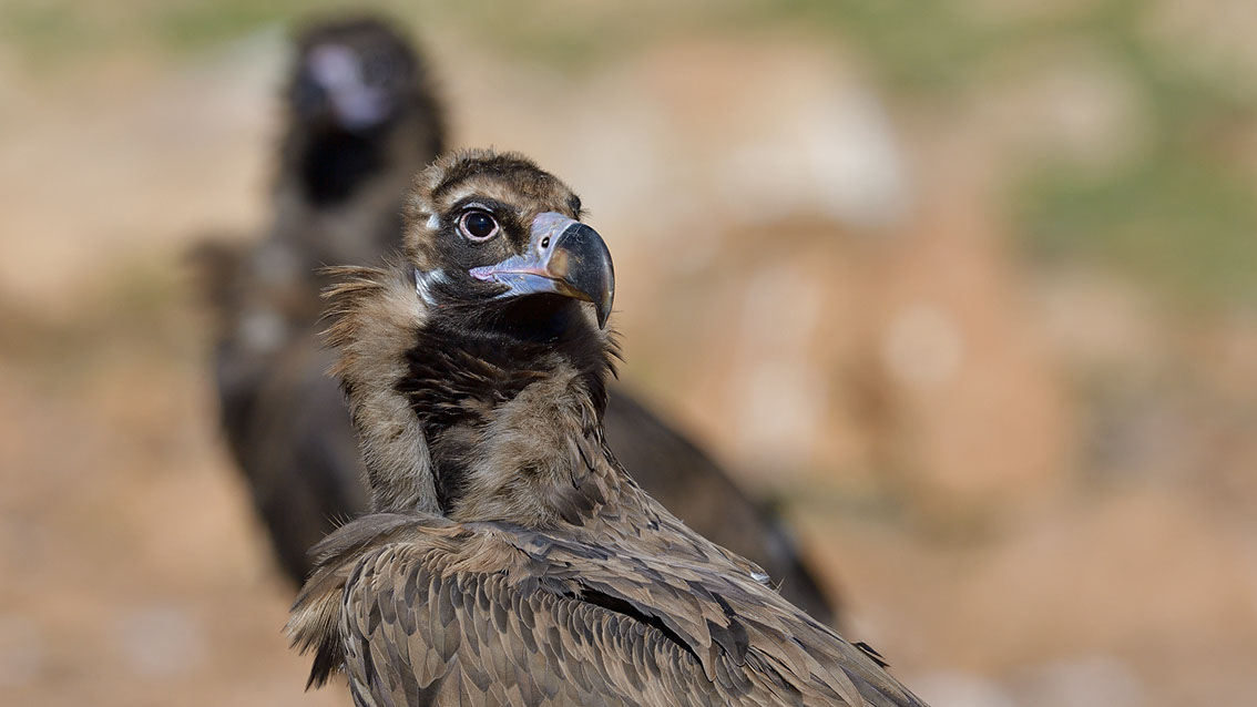 Bartgeier, Gypaète Barbu, Quebrantahuesos, Lämmergeier, Lammergeier, 