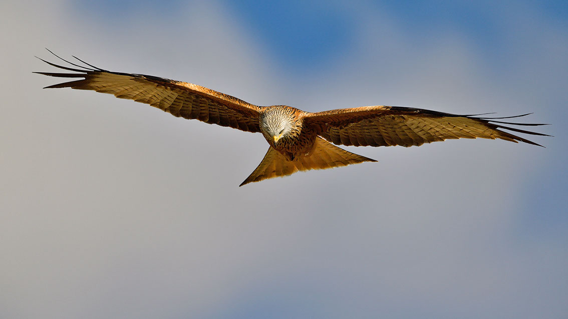 Bartgeier, Gypaète Barbu, Quebrantahuesos, Lämmergeier, Lammergeier, 