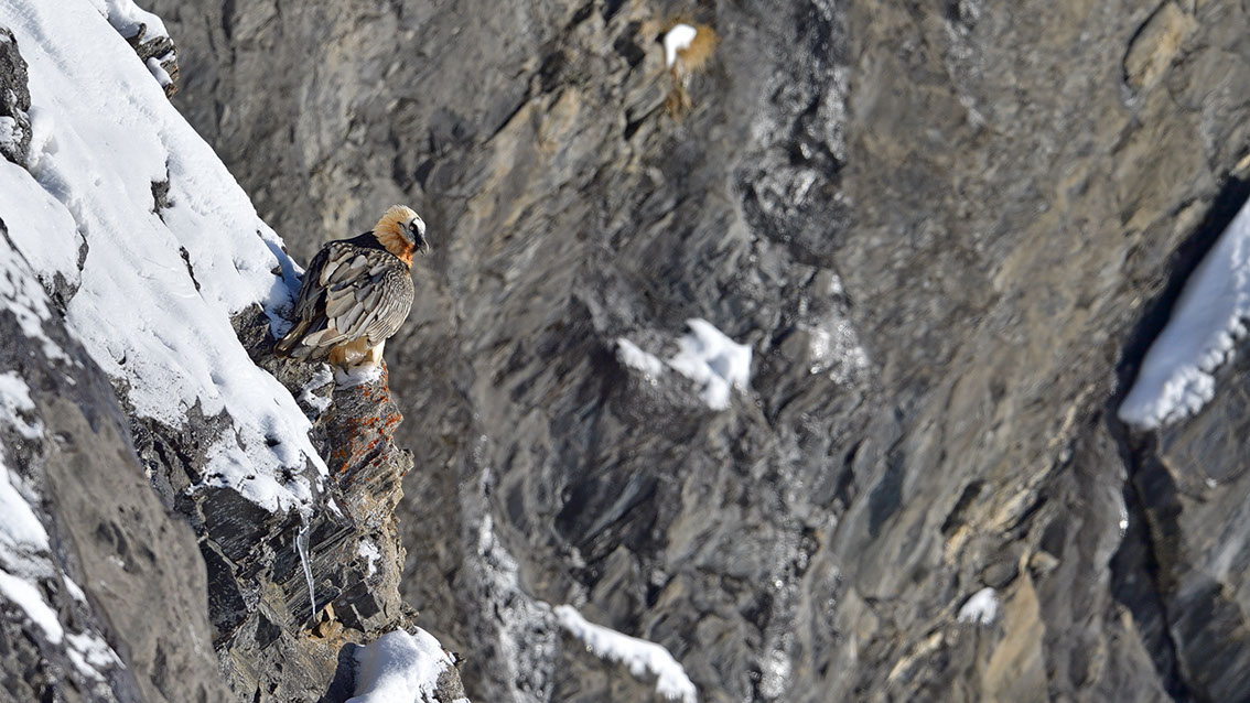 Bartgeier Schweiz Alpen fliegend Adult Gyaéte en vol Lammergeier Bearded Vulture