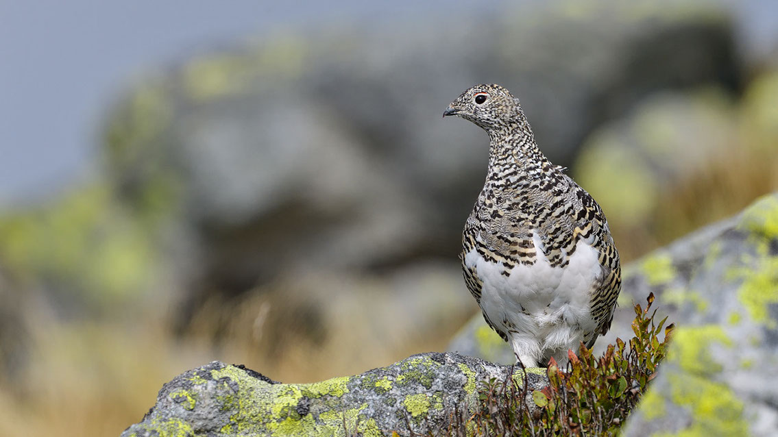 Bartgeier, Gypaète Barbu, Quebrantahuesos, Lämmergeier, Lammergeier, 