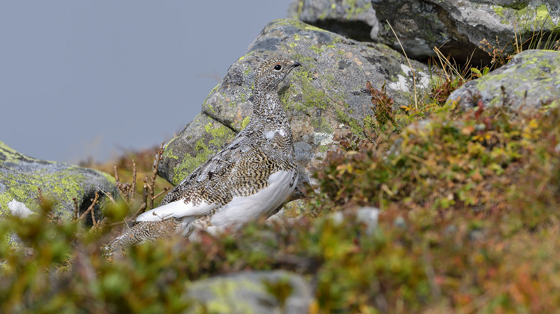 Bartgeier, Gypaète Barbu, Quebrantahuesos, Lämmergeier, Lammergeier, 