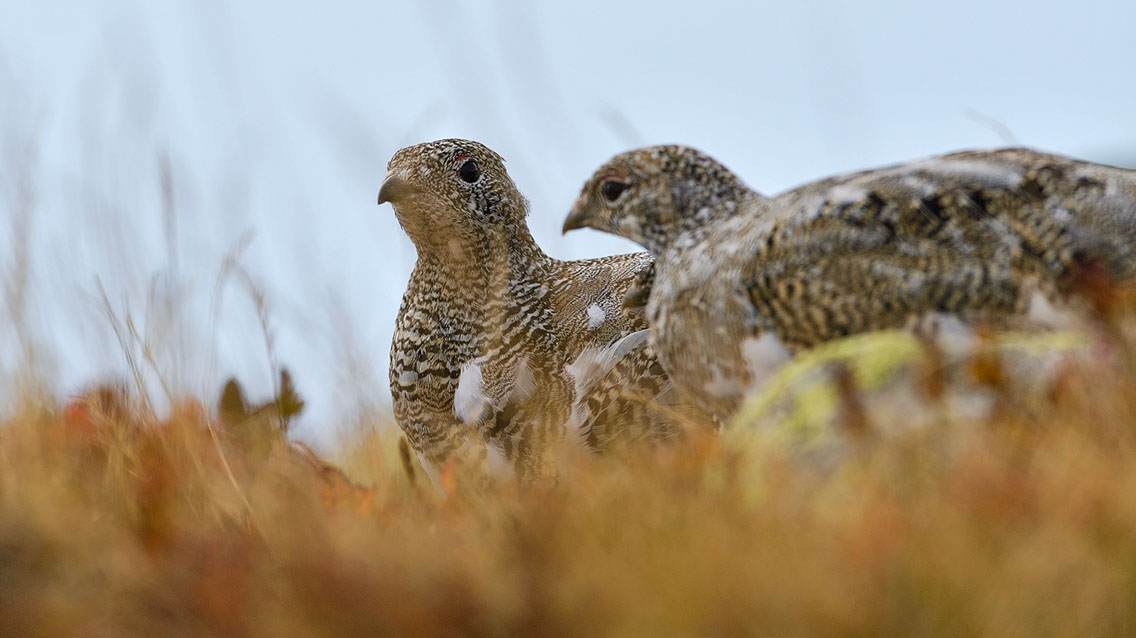 Bartgeier, Gypaète Barbu, Quebrantahuesos, Lämmergeier, Lammergeier, 