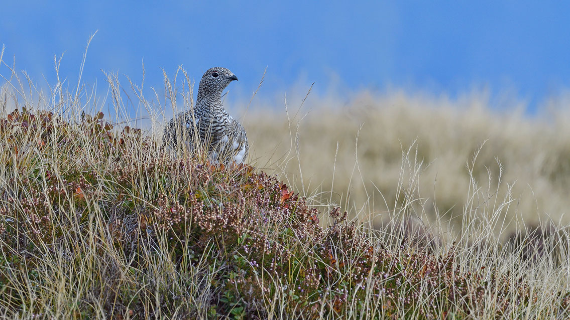 Bartgeier, Gypaète Barbu, Quebrantahuesos, Lämmergeier, Lammergeier, 