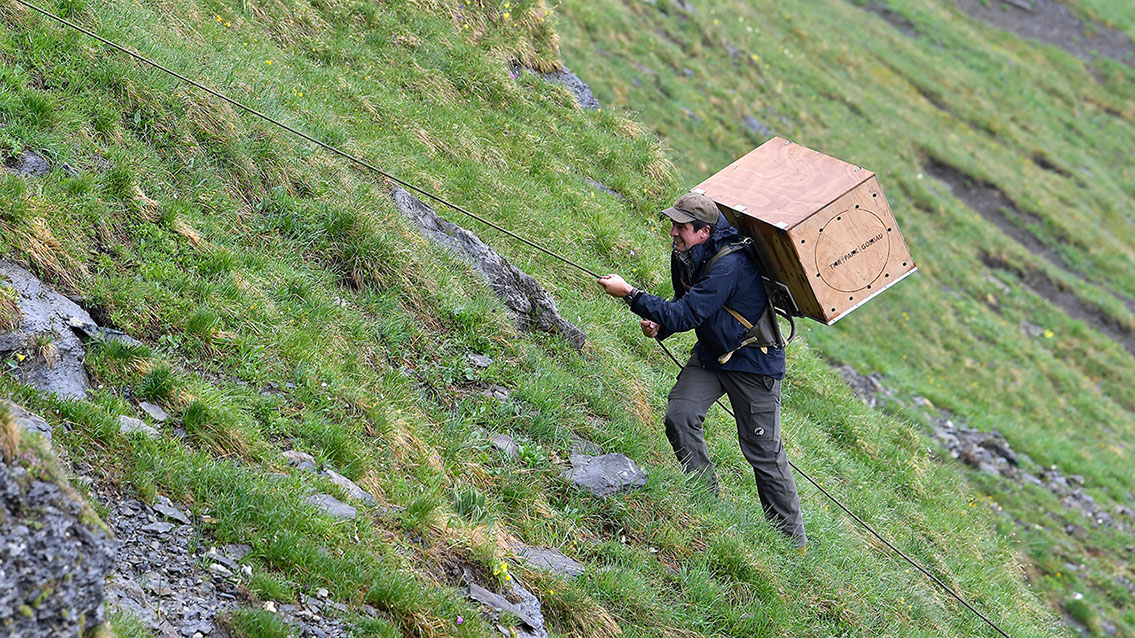 Bartgeier, Gypaète Barbu, Quebrantahuesos, Lämmergeier, Lammergeier, 