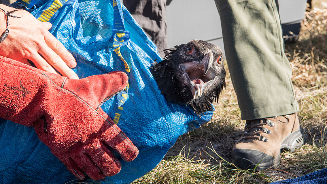 Bartgeier, Gypaète Barbu, Quebrantahuesos, Lämmergeier, Lammergeier, 