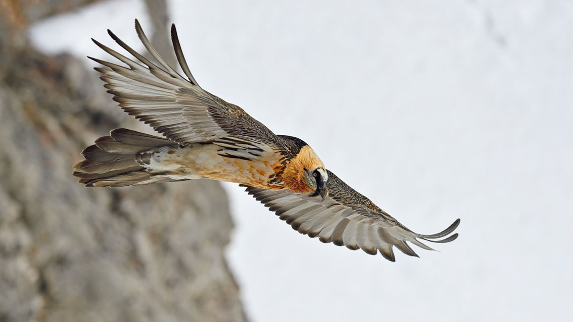 Bartgeier Schweiz Alpen fliegend Adult Gyaéte en vol Lammergeier Bearded Vulture
