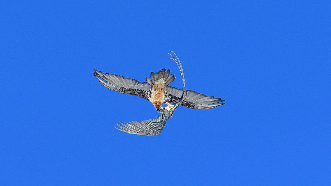 Bartgeier Schweiz Alpen fliegend Adult Gyaéte en vol Lammergeier Bearded Vulture