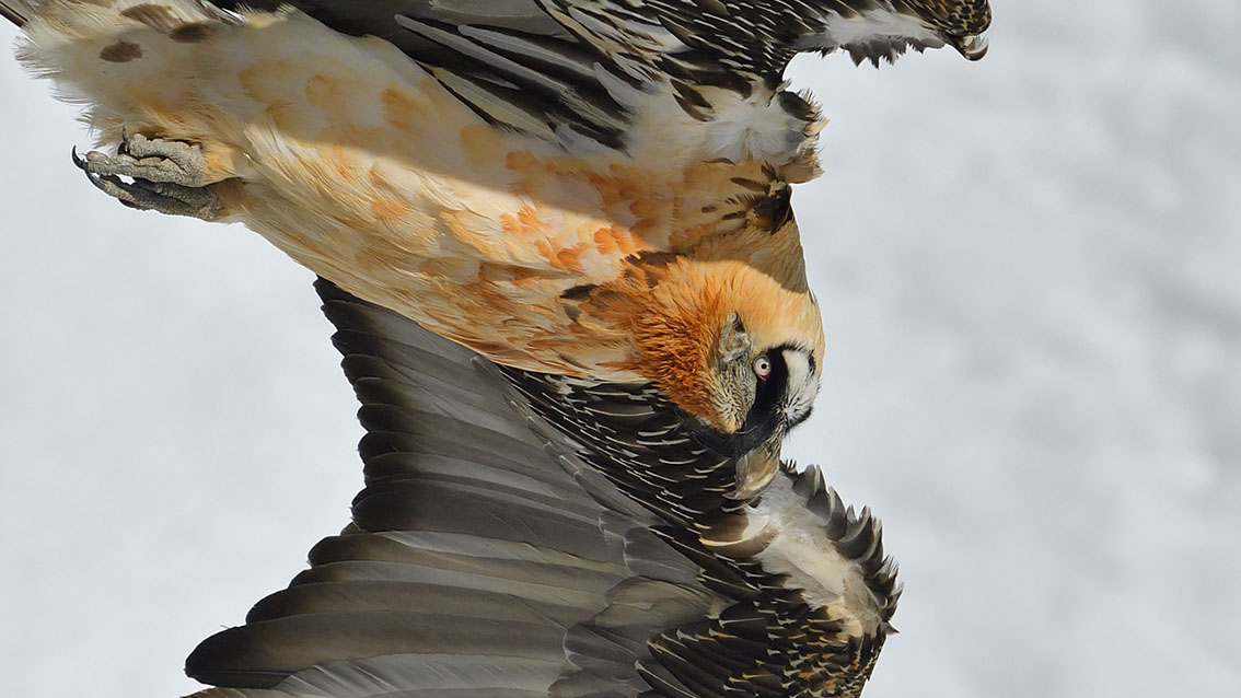 Bartgeier Schweiz Alpen fliegend Adult Gyaéte en vol Lammergeier Bearded Vulture