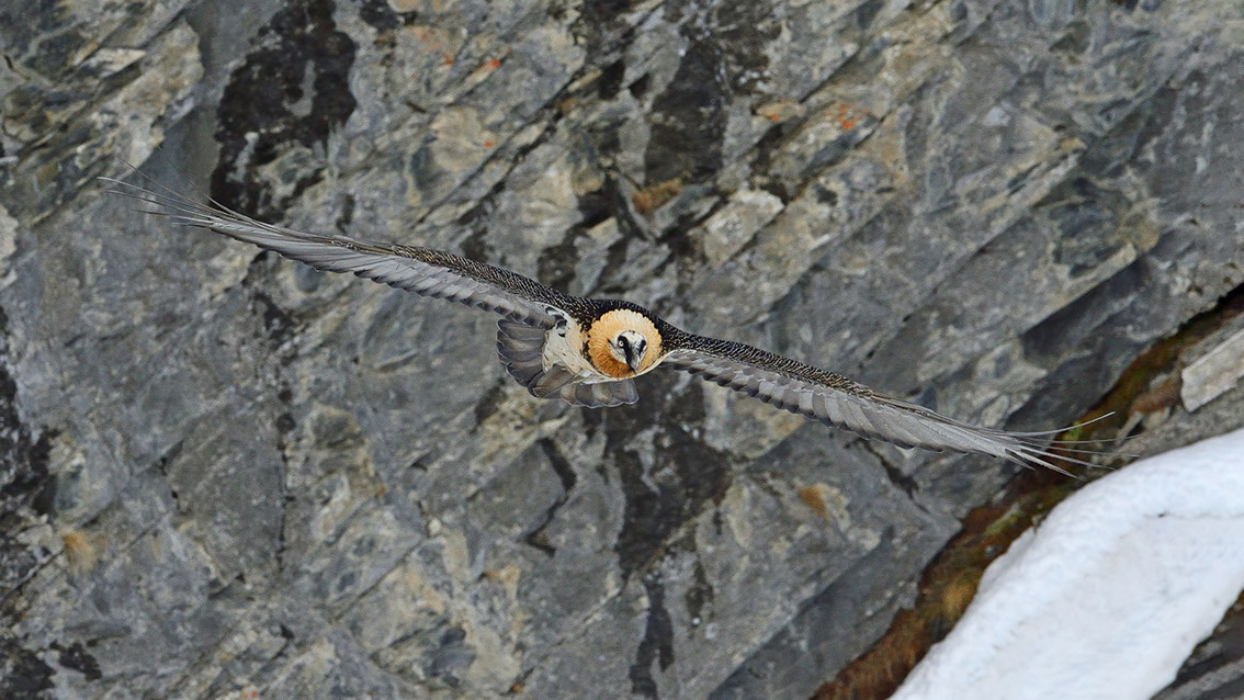 Bartgeier Schweiz Alpen fliegend Adult Gyaéte en vol Lammergeier Bearded Vulture