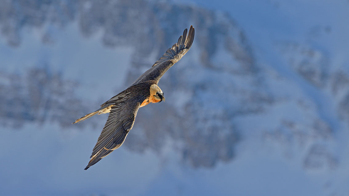 Bartgeier Schweiz Alpen fliegend Adult Gyaéte en vol Lammergeier Bearded Vulture
