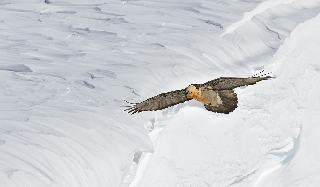 Bartgeier Schweiz Alpen fliegend Adult Gyaéte en vol Lammergeier Bearded Vulture