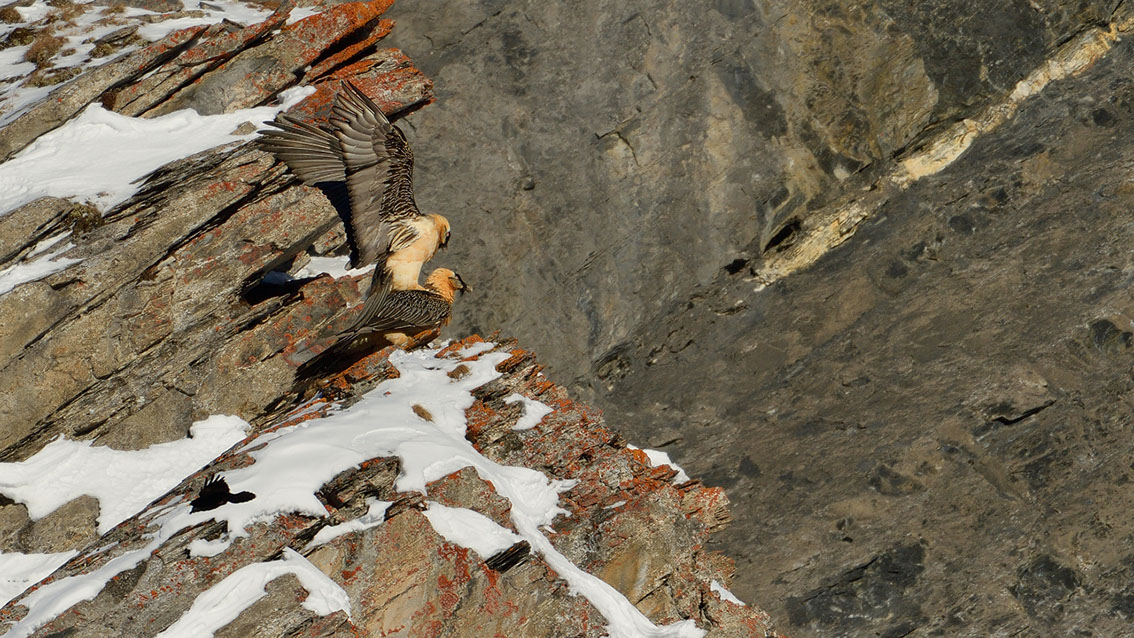 Bartgeier Schweiz Alpen fliegend Adult Gyaéte en vol Lammergeier Bearded Vulture