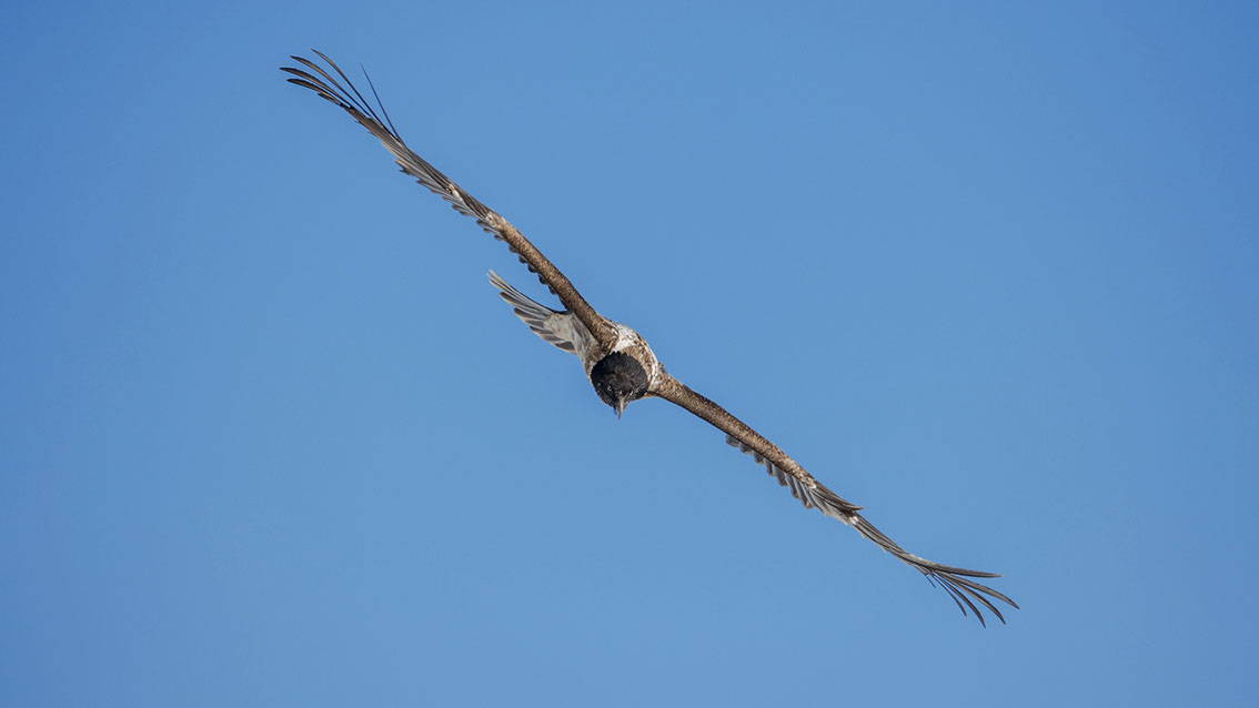 Bartgeier Schweiz Alpen fliegend Adult Gyaéte en vol Lammergeier Bearded Vulture