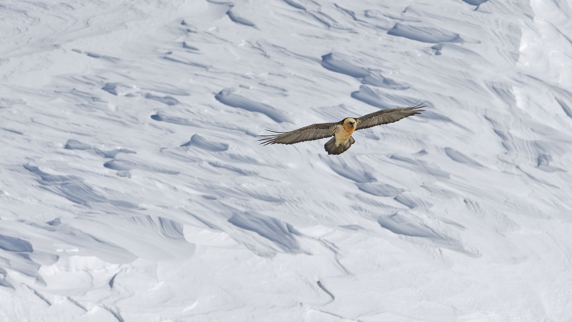 Bartgeier Schweiz Alpen fliegend Adult Gyaéte en vol Lammergeier Bearded Vulture