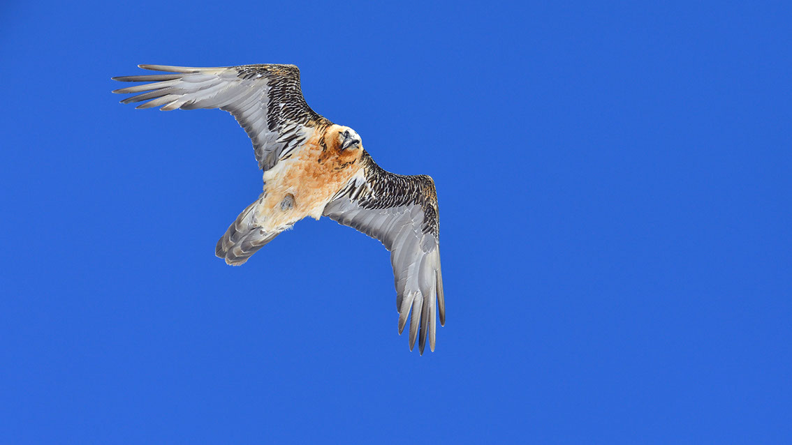 Bartgeier Schweiz Alpen fliegend Adult Gyaéte en vol Lammergeier Bearded Vulture