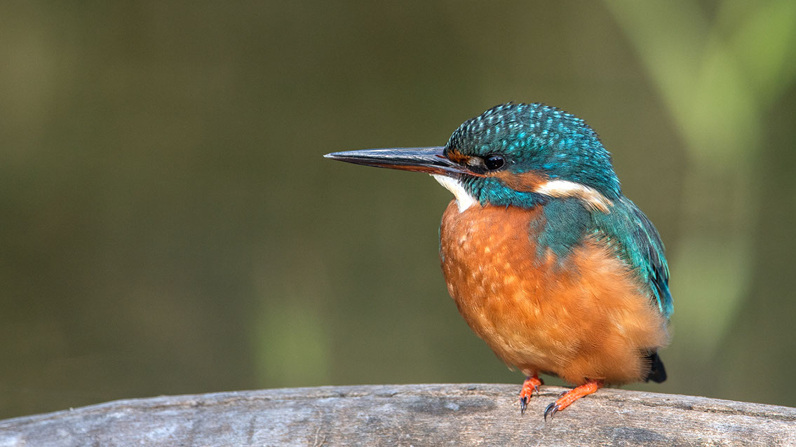 Bartgeier, Gypaète Barbu, Quebrantahuesos, Lämmergeier, Lammergeier, 